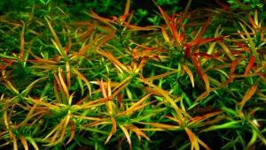 Ludwigia aquarium plant: types, maintenance and care