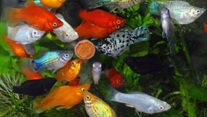 Aquarium fish mollies: varieties, selection, care, reproduction