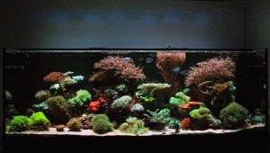 500 liter aquariums: their sizes and launch