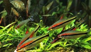 Barbus denisoni: description, tips for care and breeding