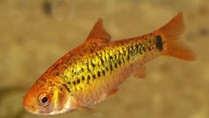Barbus Schubert: what does it look like and how to care for it?