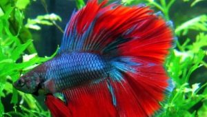 What and how to feed the cockerel fish?