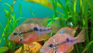 Cichlazoma eliot: description, care, breeding, compatibility