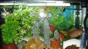Aquarium bottom filter: purpose, pros and cons
