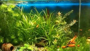 Phosphates in the aquarium: norms and level control
