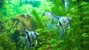 Blue scalars: what are they and how to keep them?