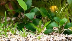 Aquarium soil: types, selection and application
