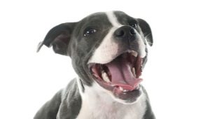 How to determine the age of a dog by its teeth?