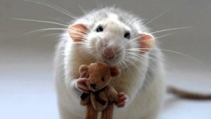 Which celebrities were born in the Year of the Rat?