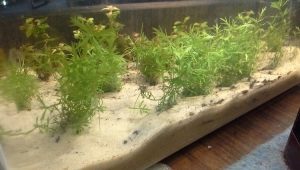 Quartz sand for an aquarium: varieties, selection and rules of use