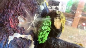 The aquarium has burst: how and how to glue it?