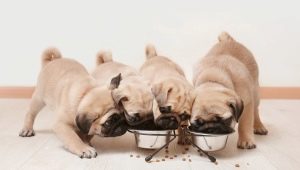 The norm of dry food for puppies: calculation table, frequency rate and feeding rules