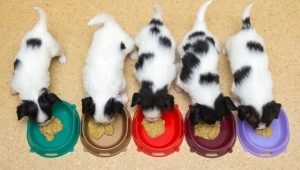 Puppy feeding rules