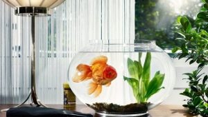 How long do aquarium fish live?