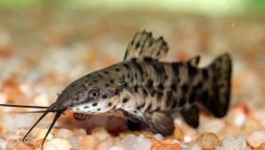 Catfish tarakatum: description, content, reproduction and compatibility