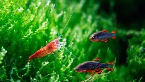Shrimp compatibility with fish in the aquarium