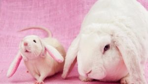 Compatibility of Rabbit (Cat) and Rat on the Eastern calendar