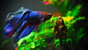 The compatibility of the betta with other fish