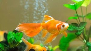 Compatibility of goldfish with representatives of other breeds