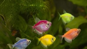 Thornsia glofish: maintenance, breeding and care
