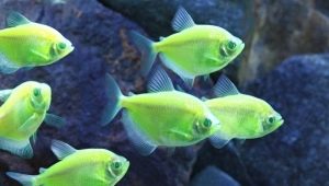 Thorny caramel: keeping and caring for aquarium fish