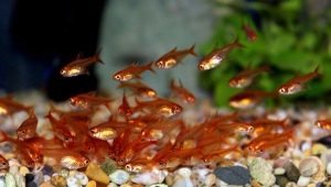 Tetra amanda: maintenance, care and breeding
