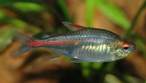Tetra: description, types and maintenance of aquarium fish