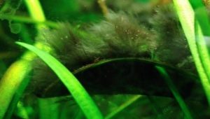A flip flop in an aquarium: what is it and how to get rid of it?
