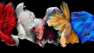 Types of fish cockerels