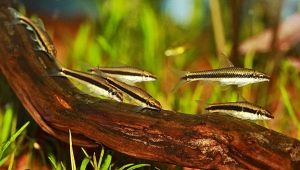 Algae eaters: fish species, compatibility and content
