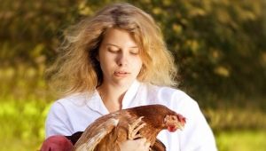 Female Roosters: characteristics, achievements in work and personal life