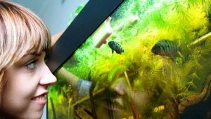 Viviparous aquarium fish: varieties, selection and care