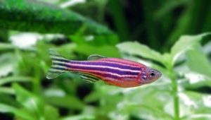 Danio rerio: description and content of fish
