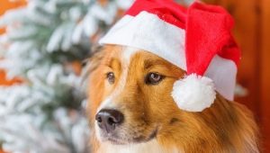 Year of the Dog: characteristics and compatibility