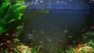 Restarting the aquarium: how to properly change the water?