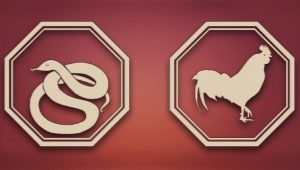 Compatibility of the Snake and the Rooster in various areas