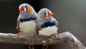 What and how to feed the finch?