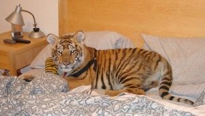 Wild pets: pros, cons and features of keeping