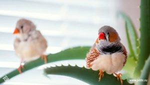 Poultry: an overview of popular species