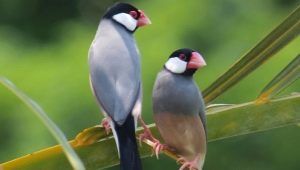 Rice finch: maintenance and breeding