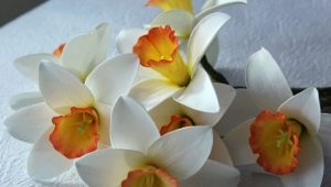 How to make daffodil from foamiran?