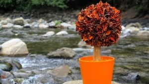 All about autumn topiary