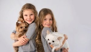 A cross between a Chihuahua and a toy terrier: features, character description and content