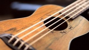 Bass ukulele: characteristics and popular models