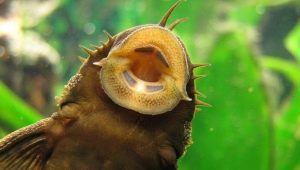 Catfish that clean aquariums