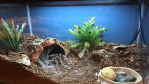 All About Spider Terrariums