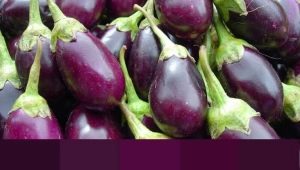 All about the color of eggplant