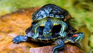 How to feed a red-eared turtle?