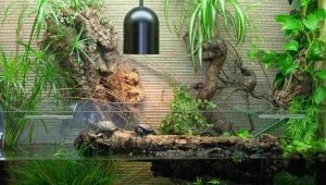 What is a terrarium and how to equip it?