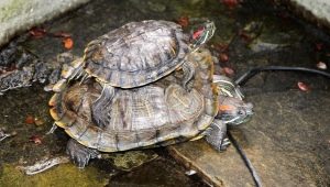 To what size and how quickly does a red-eared turtle grow at home?